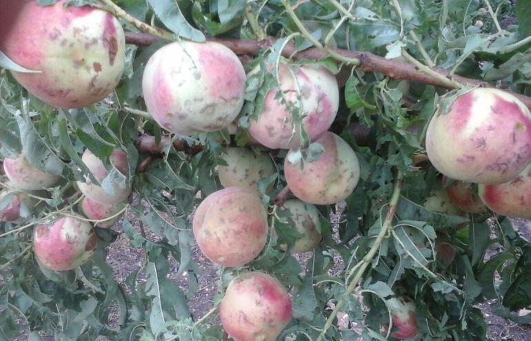 Fruita d'una finca de Sunyer afectada per la pedregada del 31 de juliol.