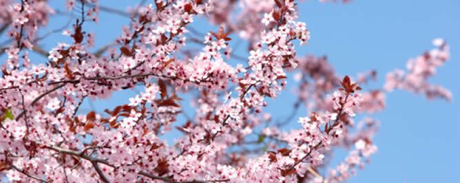 La primavera arranca este lunes con cielos despejados en buena parte del país