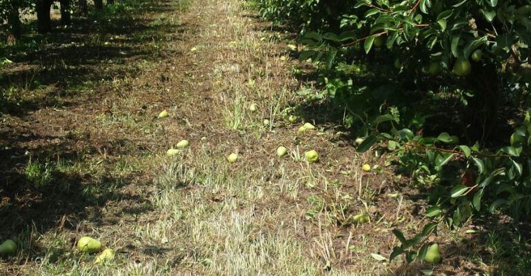 Imatge l'afectació de la ventada d'aquest dissabte en finques de perers, amb peres caigudes al terra,