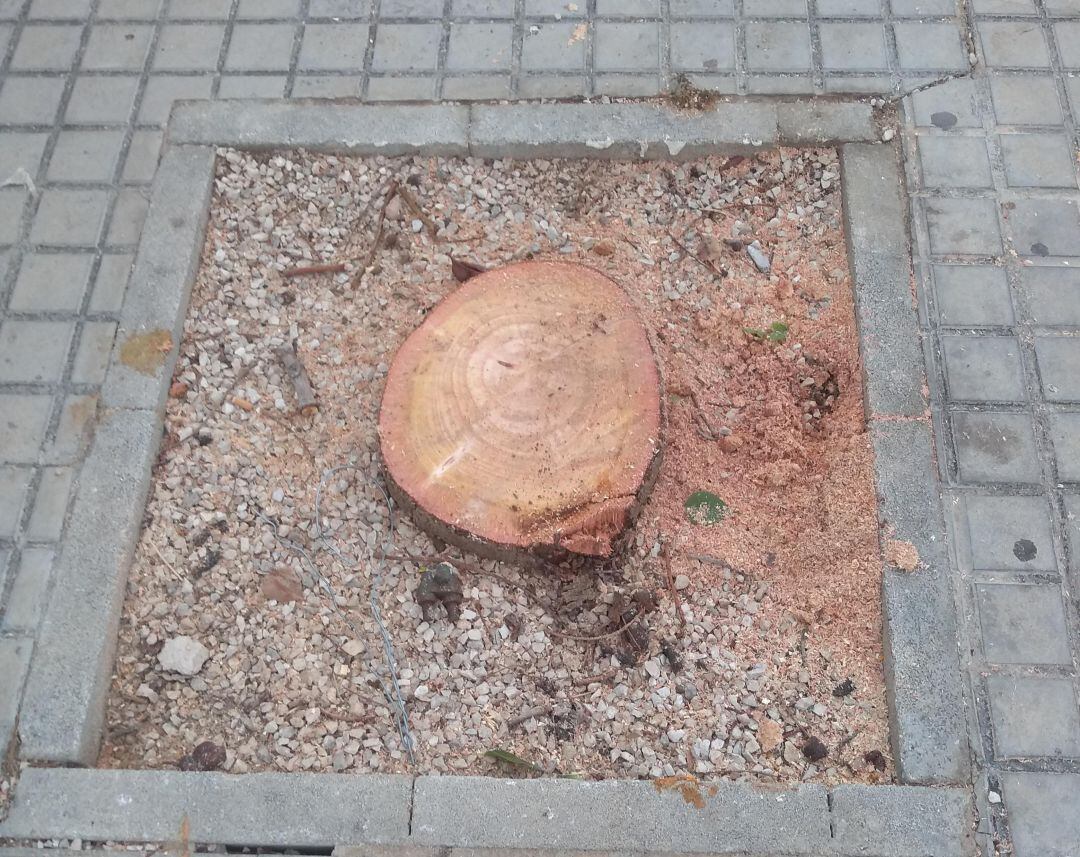 Tala de áraboles en la pedanía