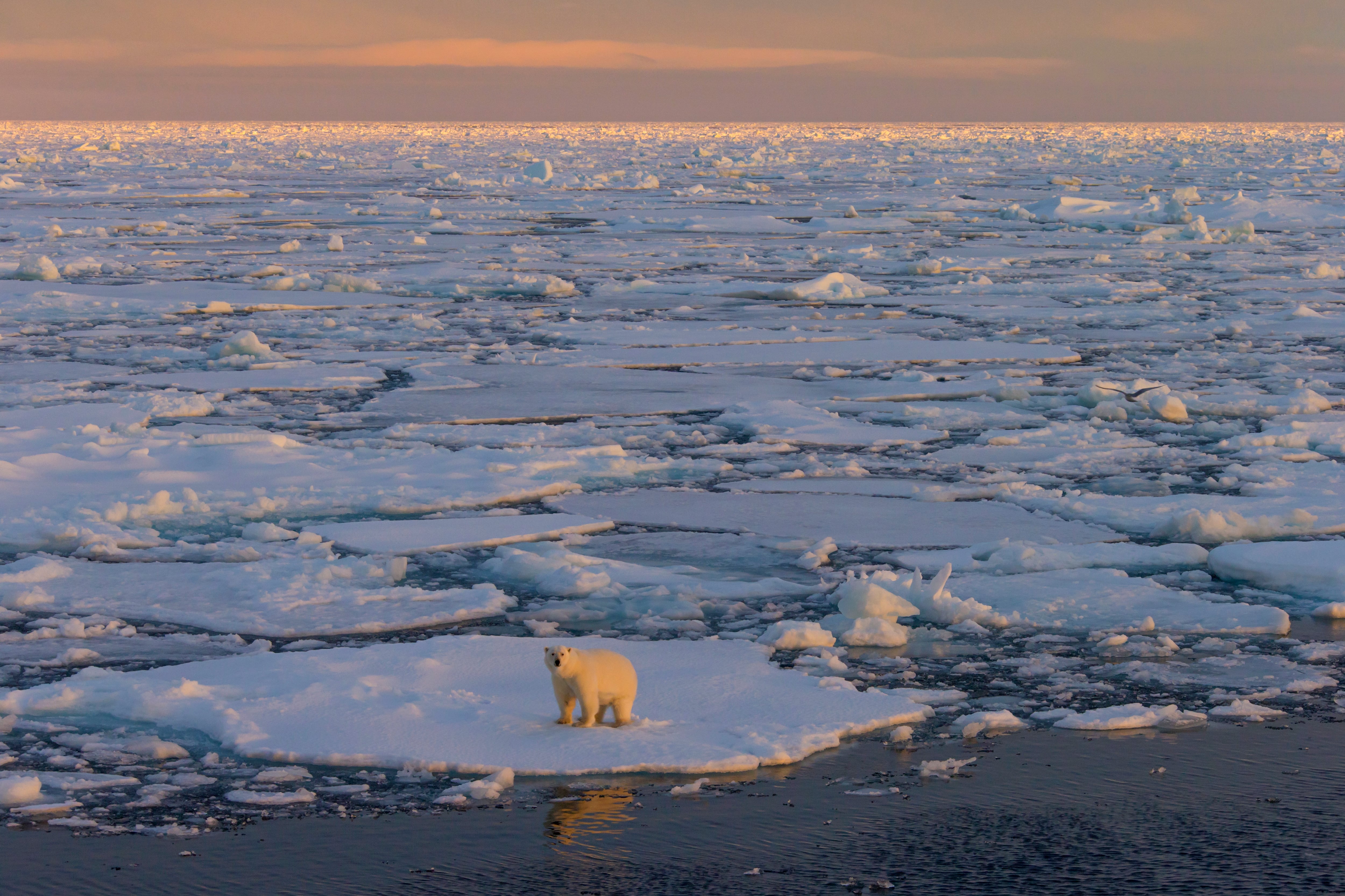 Oso polar, en medio del deshielo del Polo Norte.  (Photo by: Arterra/Universal Images Group via Getty Images)