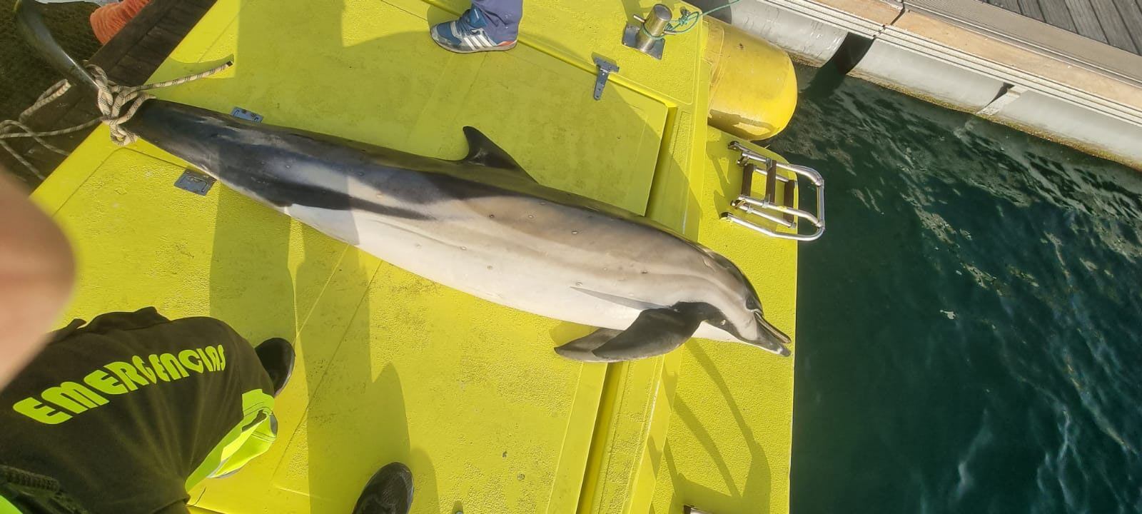 Ejemplar de delfín rescatado en una playa del sur de Lanzarote este sábado.