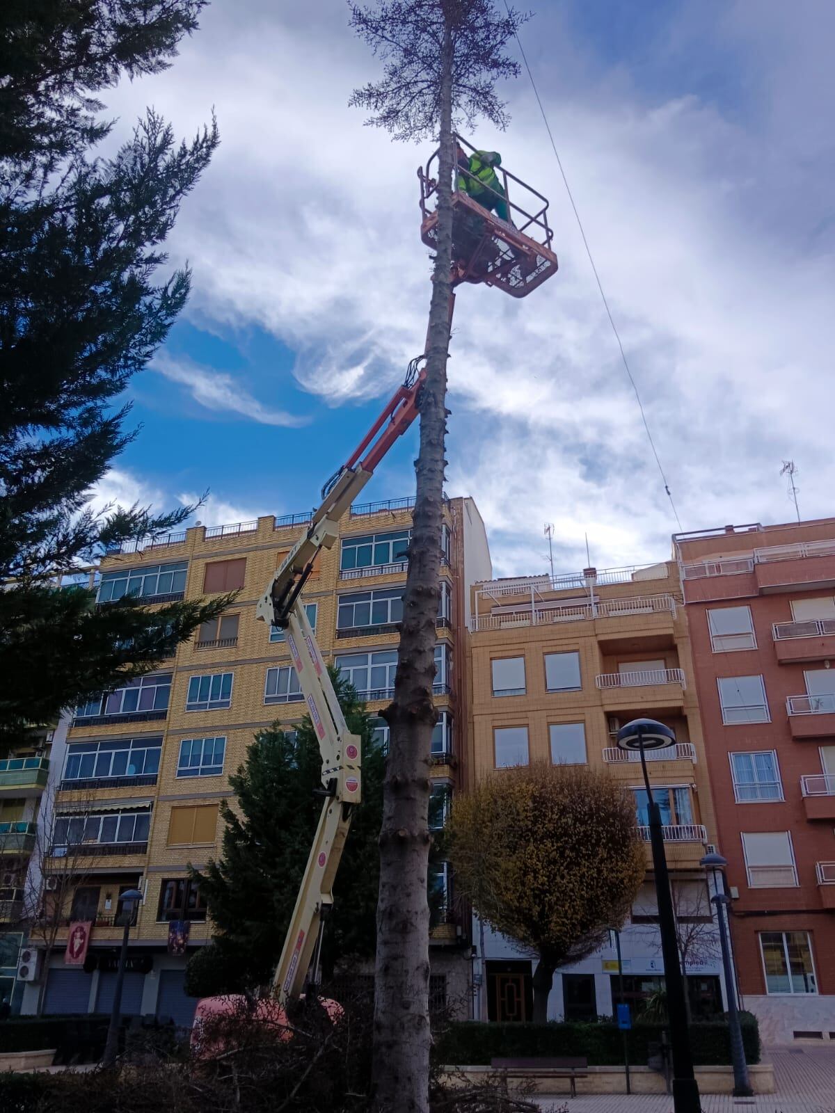 Trabajos para la retirada del árbol
