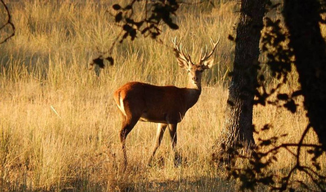 Imagen de un ciervo en los Montes de Toledo