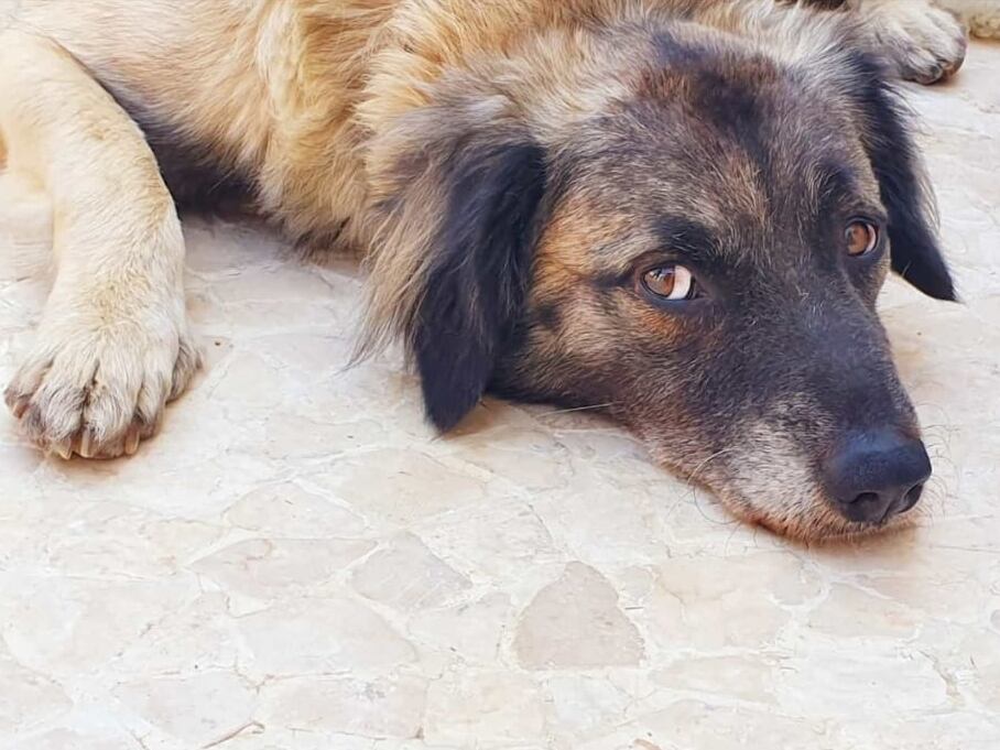 Limón, uno de los perros de la Unidad Canina de Rescate del Consorcio Provincial de Bomberos de Córdoba