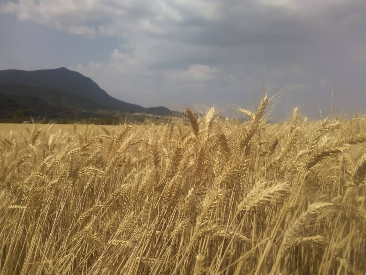 Preocupación en el campo por las cinco toneladas de pienso "perdidas" a causa de la guerra en Ucrania