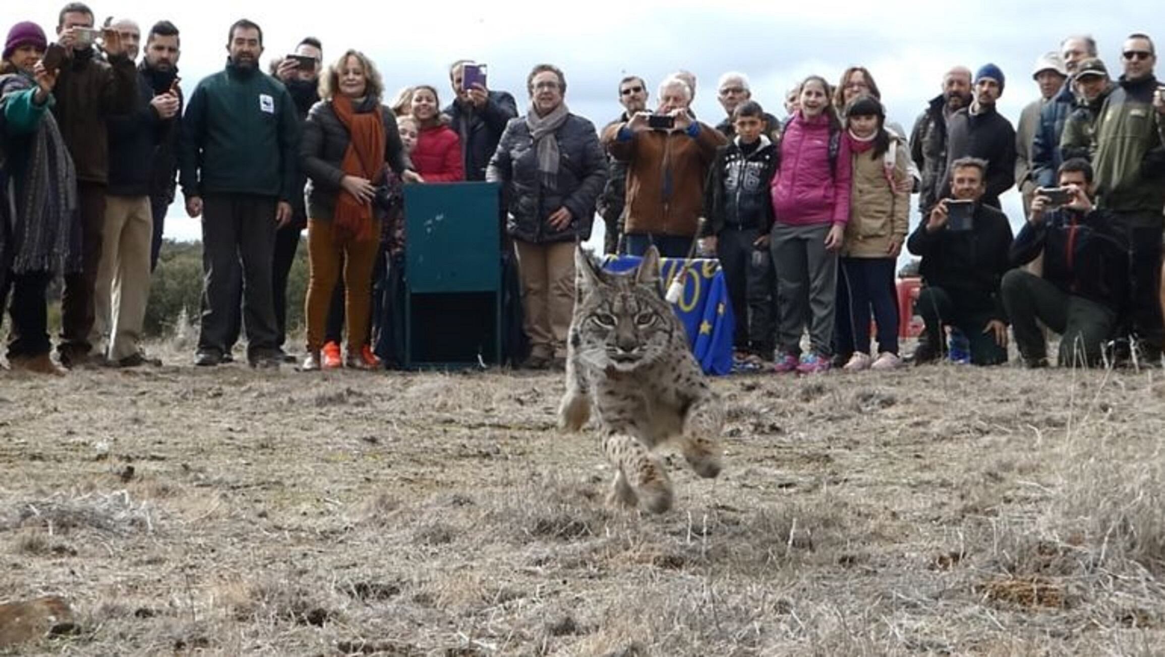 Foto de archivo de la suelta de un lince ibérico en Ciudad Real