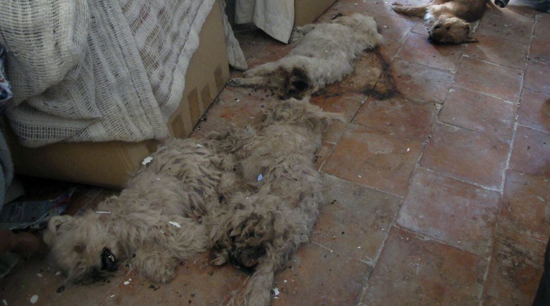 Imagen del estado de algunos animales en el interior de la vivienda