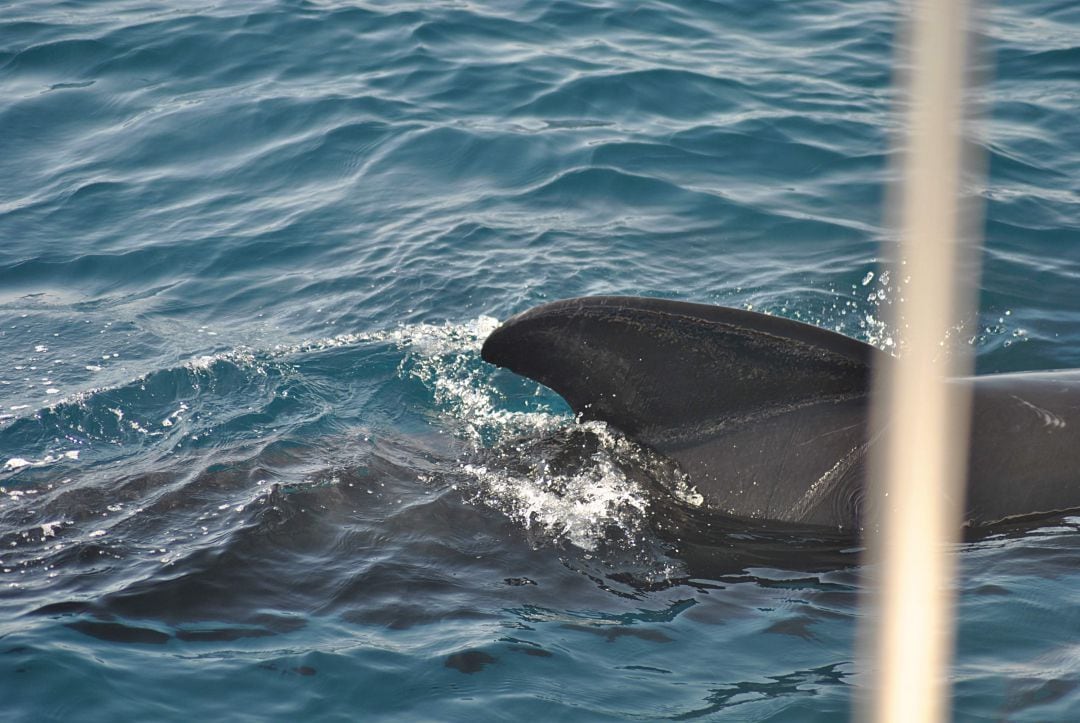 Orca junto a un barco de recreo