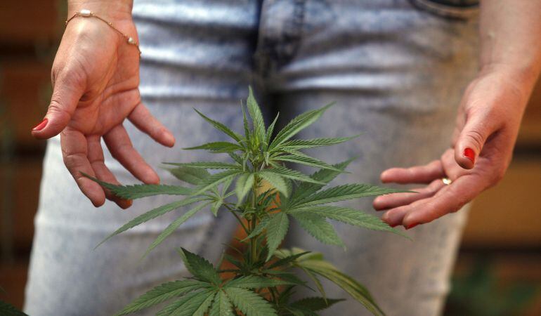 Una planta de marihuana