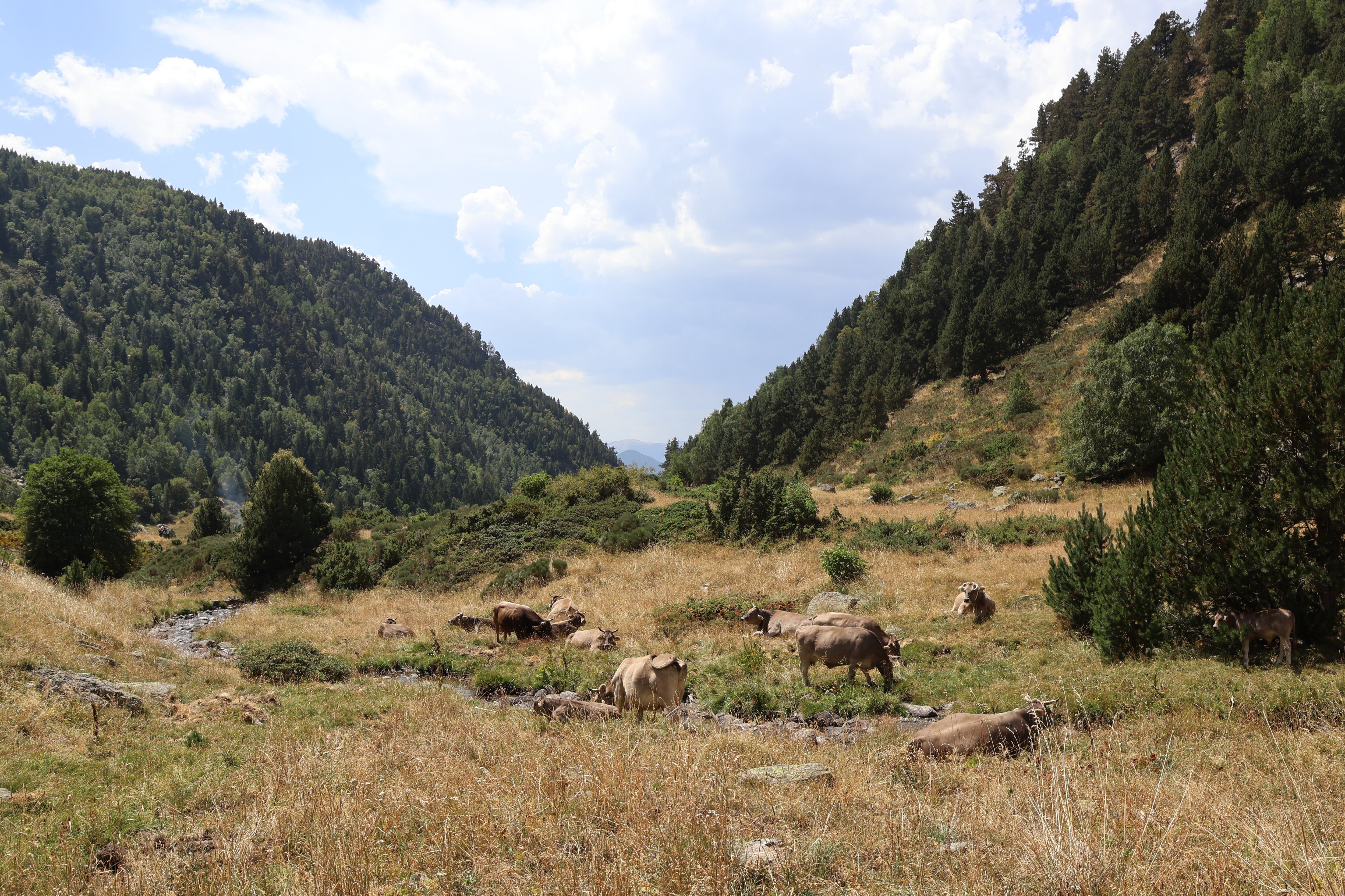 Ramats de vaques burnes pasturant a la vall de Rialb