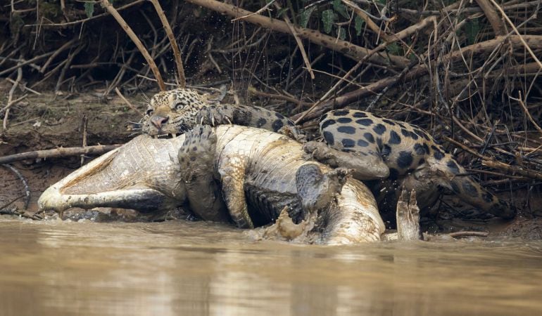 El jaguar atacando al caimán.