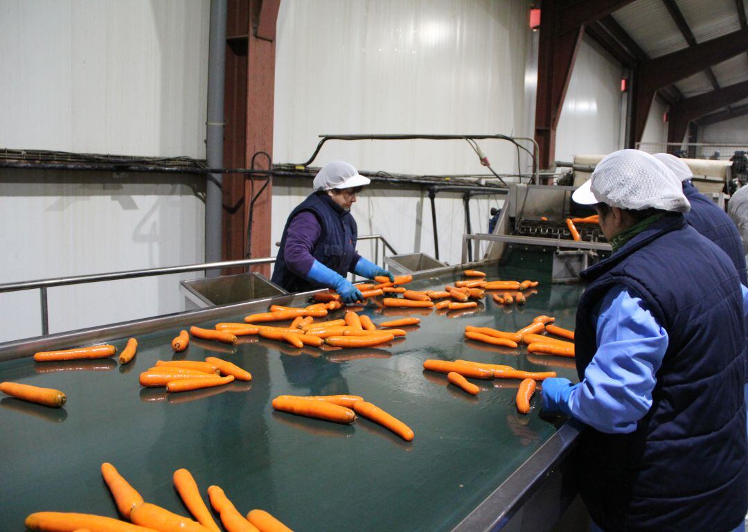 Imagen de archivo de trabajadores seleccionan zanahorias en una industria agroalimentaria en la comarca de Cuéllar