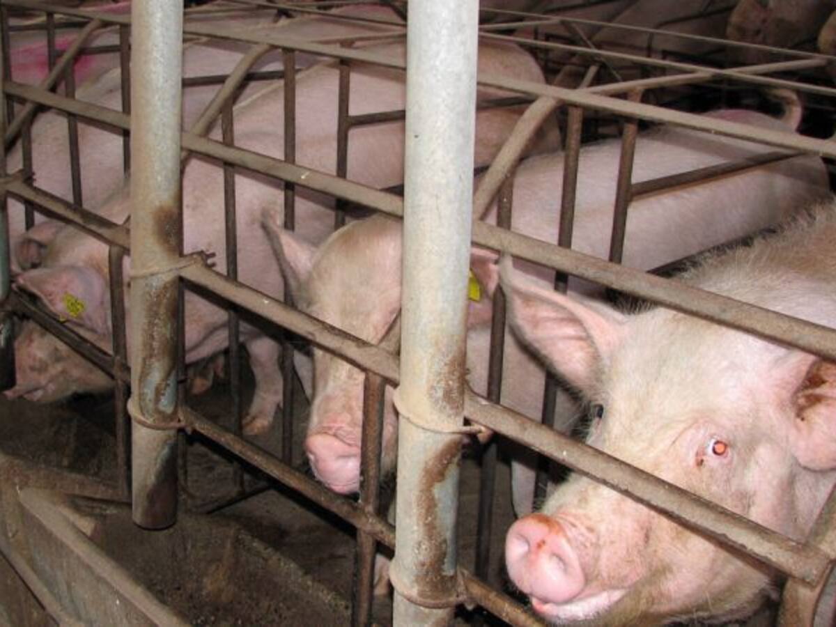 JORNADA MUNDIAL DE PROTESTA CONTRA EL TRANSPORT A LLARGA DISTÀNCIA D'ANIMALS DESTINATS A L'ESCORXADOR