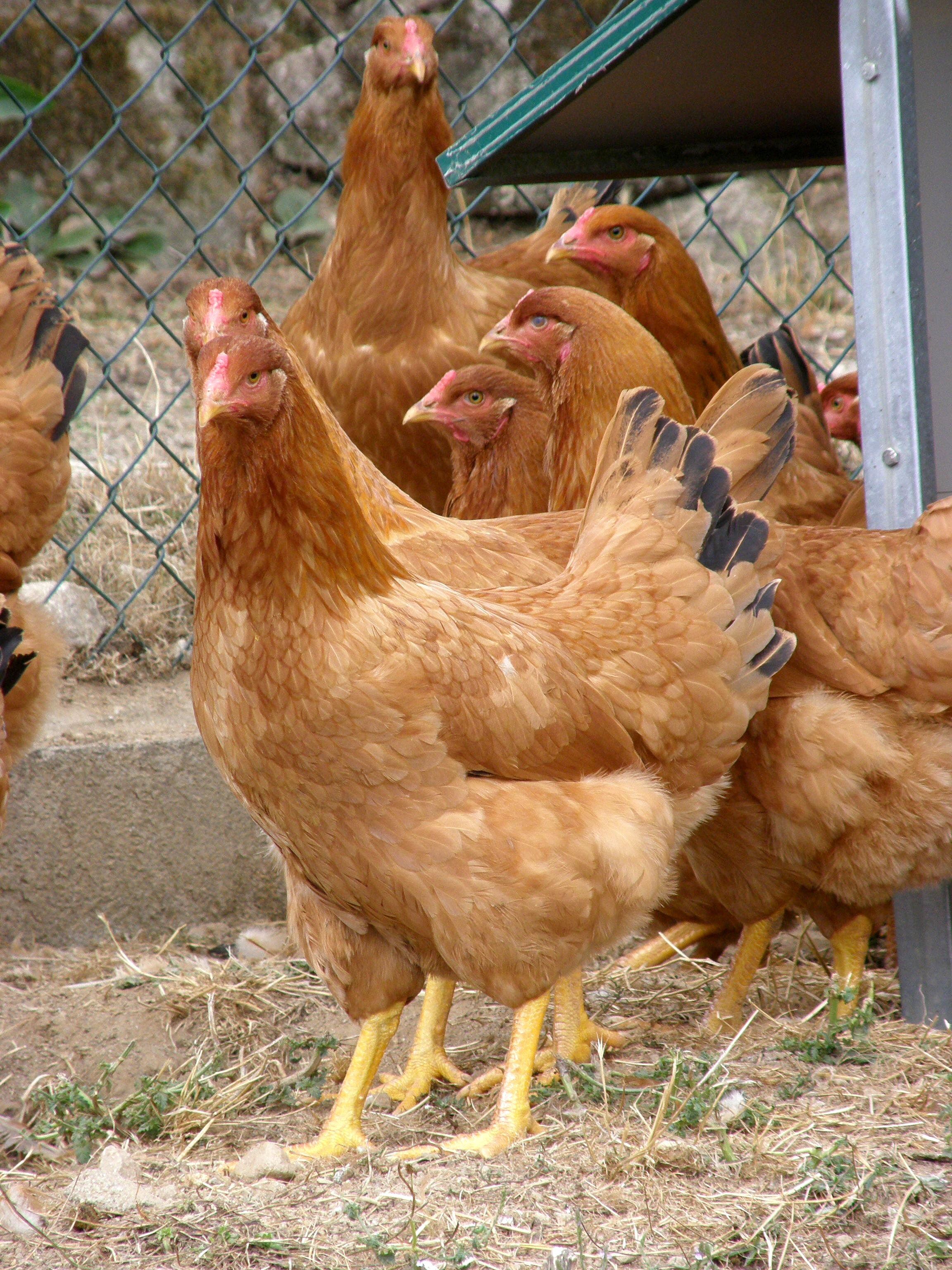 Galiña de Mos - Ministerio de Agricultura, Pesca y Alimentación