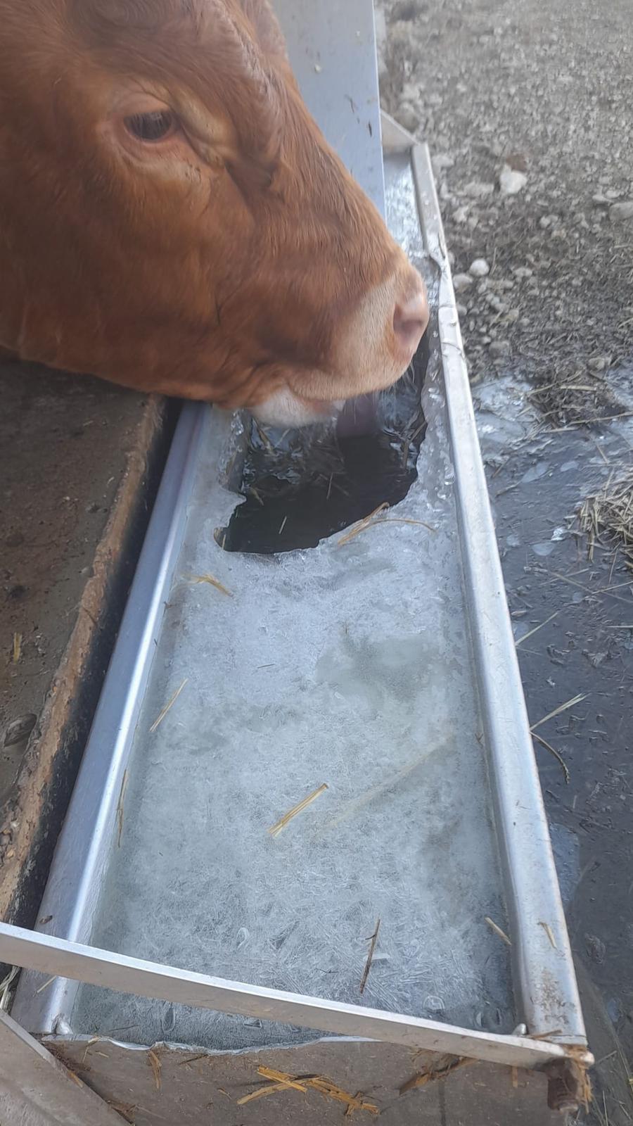 Un ternero bebe agua en un agujero hecho en el hielo de su bebedero