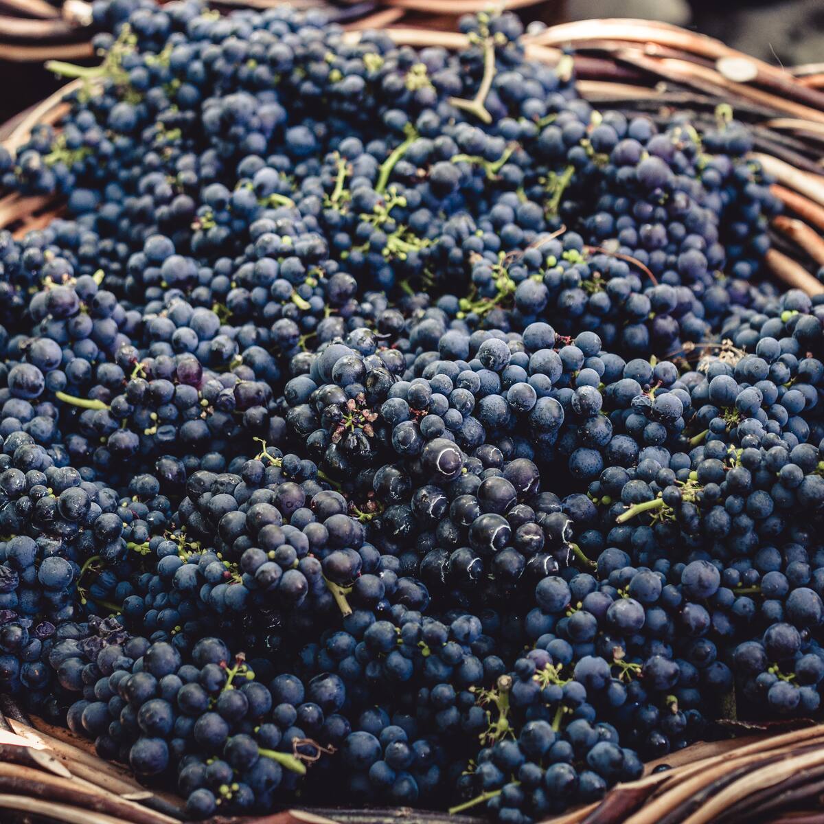 La vendimia en Arlanza aumenta un 10% y supera el millón de kilos de uva