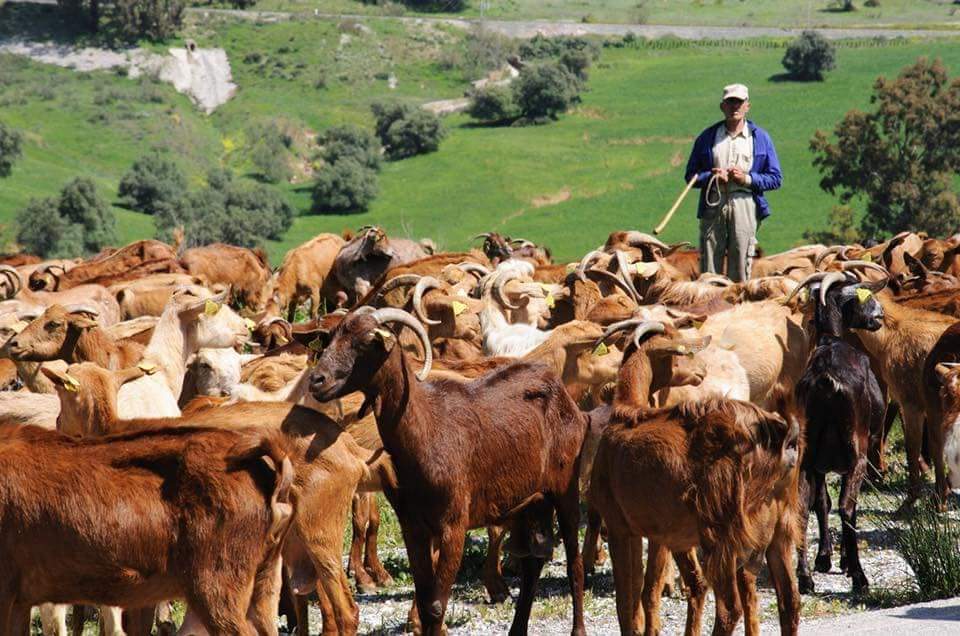 Rebaño de cabras en Málaga