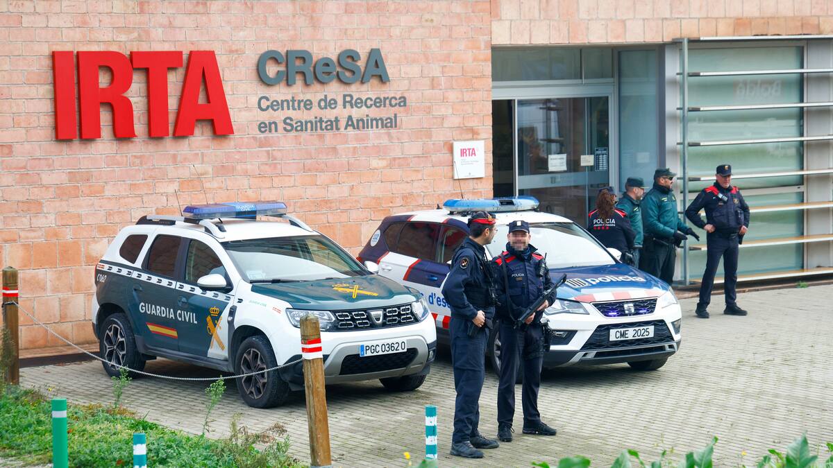 El govern ha deixat d'investigar l'origen del brot de pesta porcina un cop descartat que sortís d'un laboratori