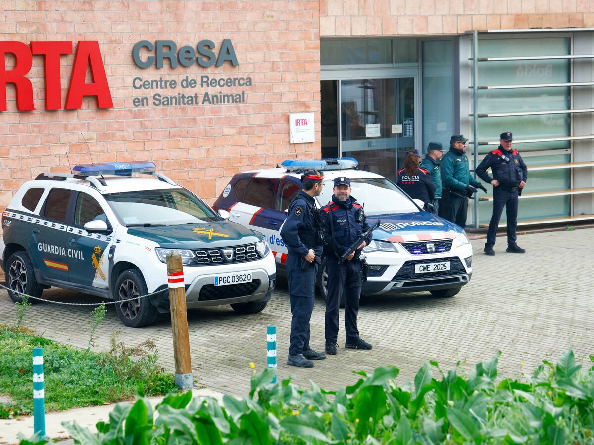 El govern ha deixat d'investigar l'origen del brot de pesta porcina un cop descartat que sortís d'un laboratori