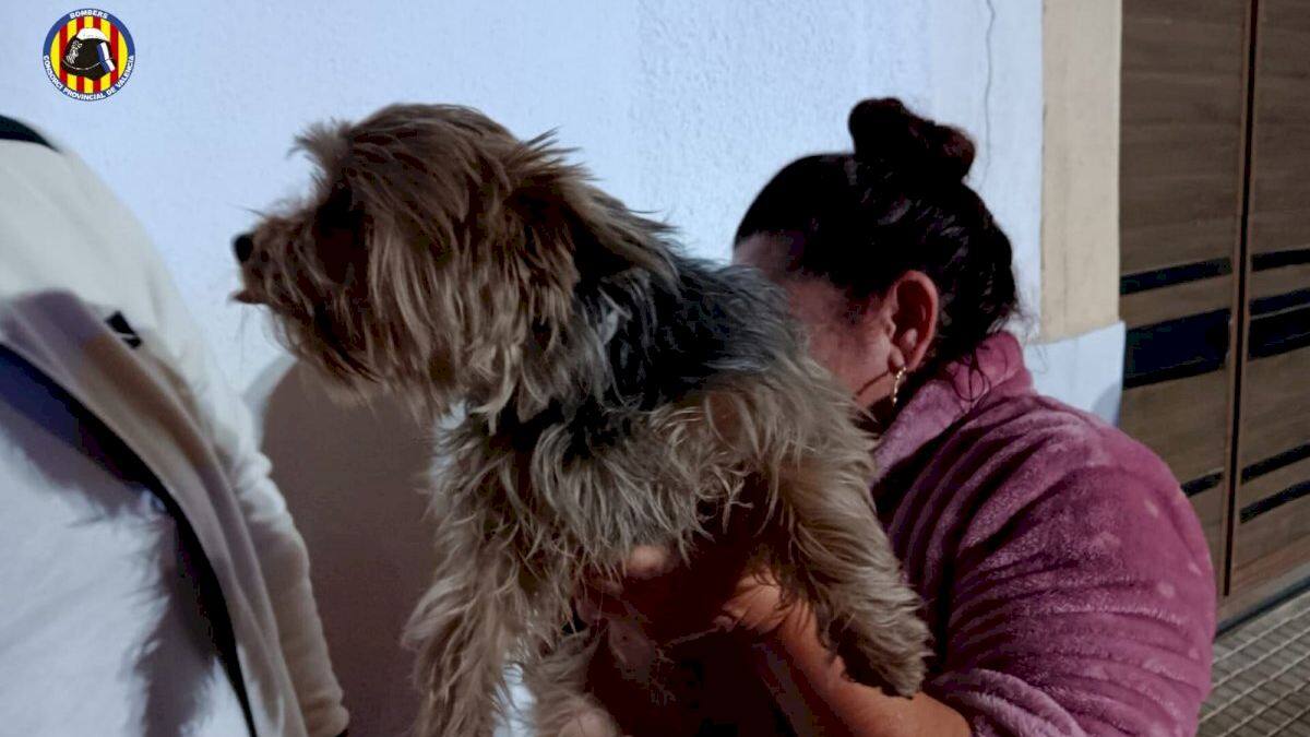 Un rescat caní amb final feliç a Montaverner