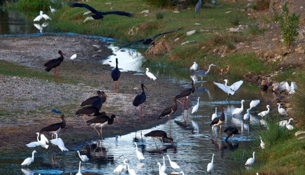 Rio Grande con su fauna y flora en el Guadalhorce (Málaga)