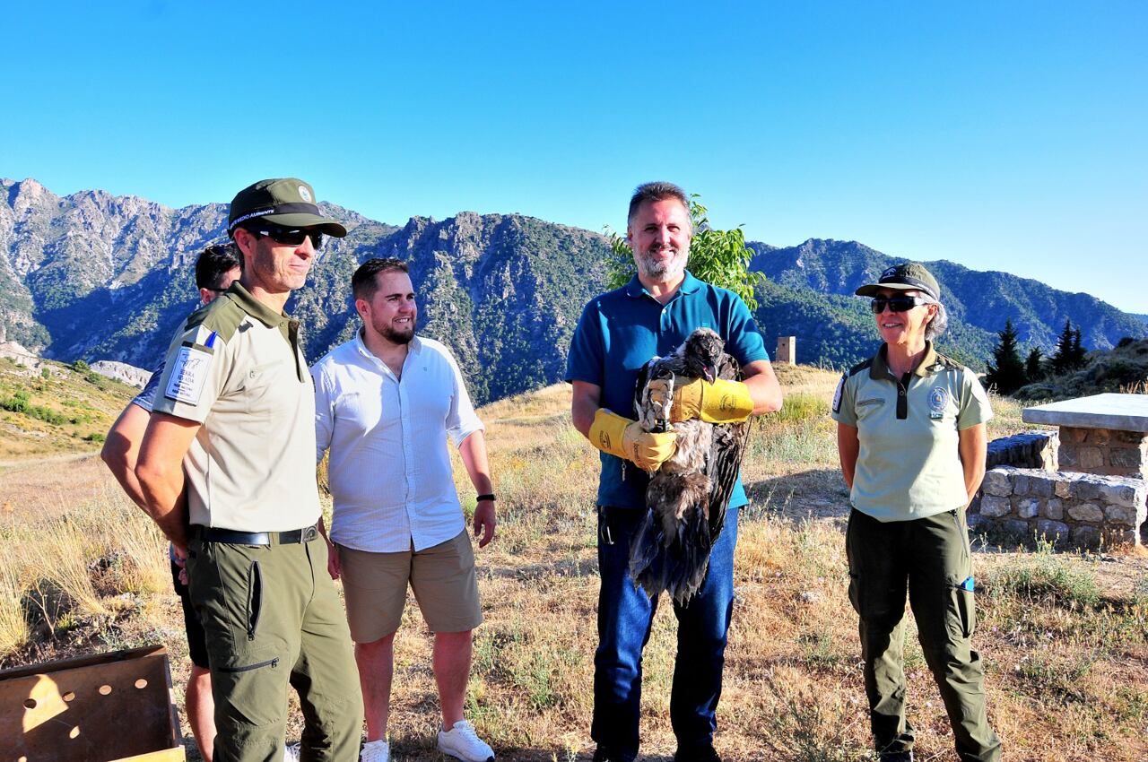 Suelta de un tercer pollo de quebrantahuesos en Dílar (Granada) en el espacio natural de Sierra Nevada