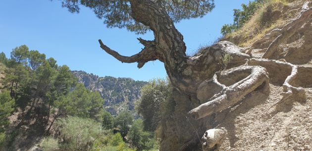 Parque natural Sierra de Castril (Granada)