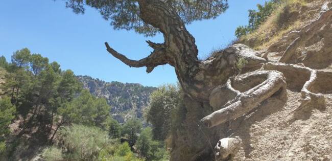 Parque natural Sierra de Castril (Granada)