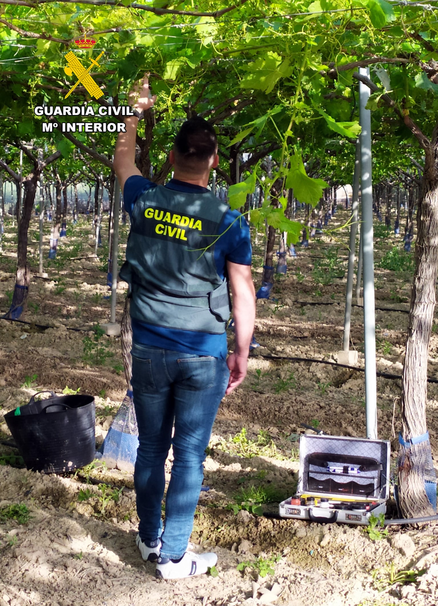 Uva de Mesa recuperada