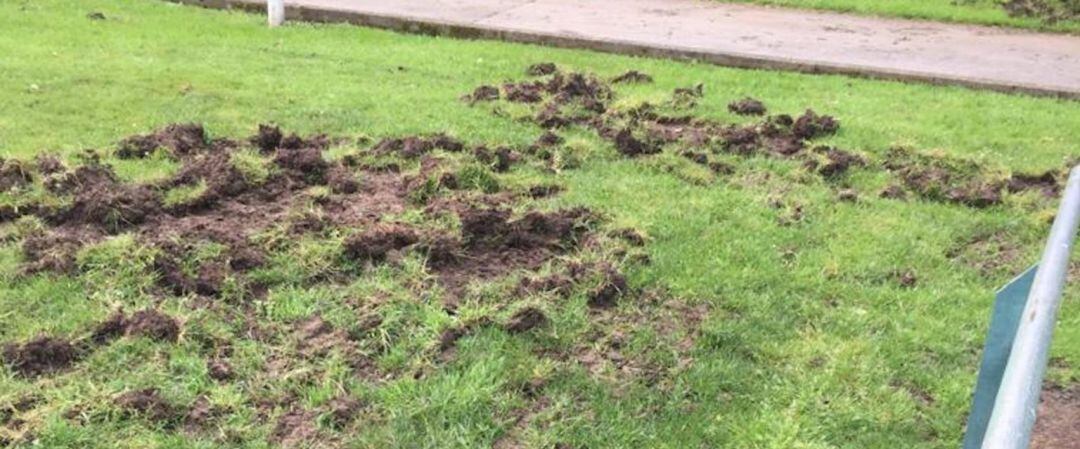 Daños ocasionados por los jabalíes