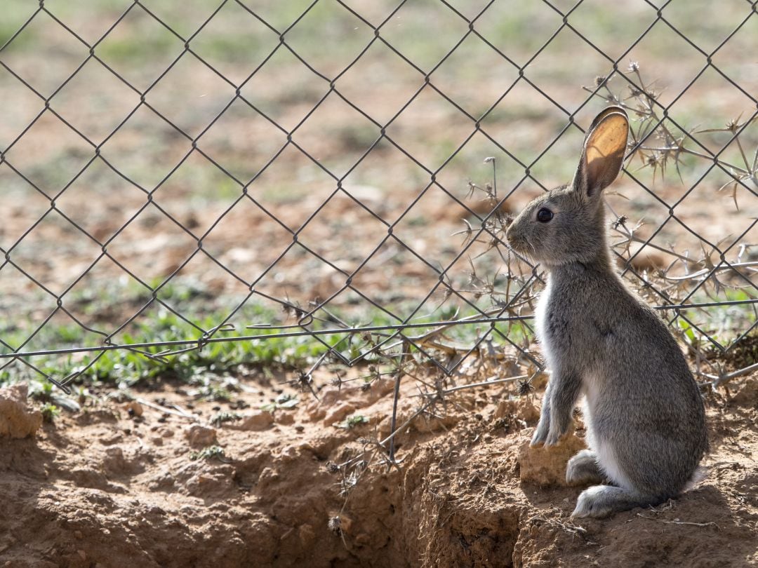 La consejería de Medio Ambiente suele capturar un millar de conejos del sur de la región al año para alimentar águilas en la Sierra de Madrid