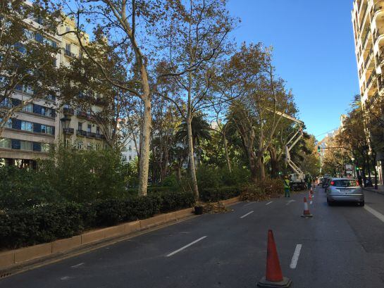 Corte de carriles por la poda de árboles en la Gran Vía Marqués del Turia