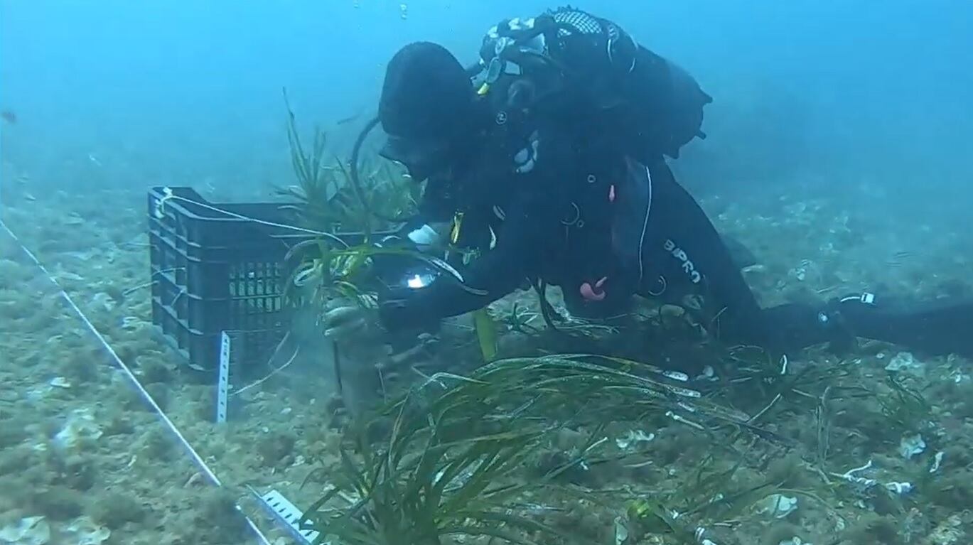 Plantación de posidonia en el puerto de Cartagena