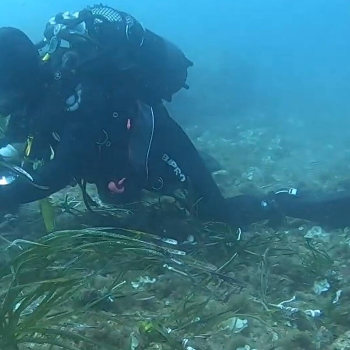 La Autoridad Portuaria pretende conseguir el primer bosque de posidonia en aguas portuarias