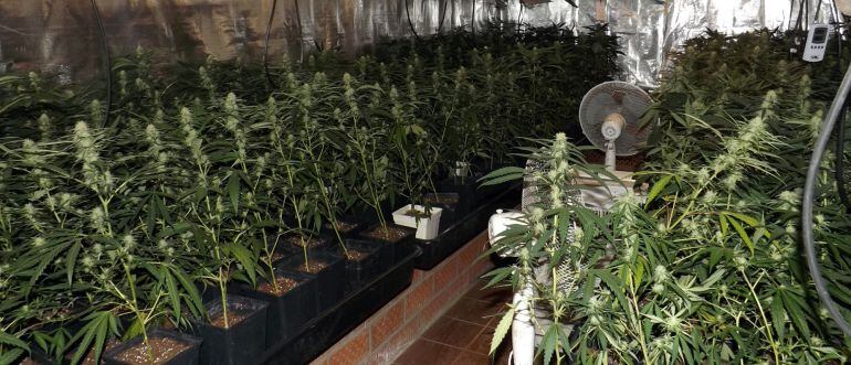 La plantación de marihuana que cuidó un hombre secuestrado durante tres meses