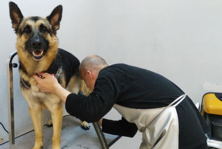 Alberto mientras seca el pelo de Noa, una pastor alemán que visita su clínica asiduamente