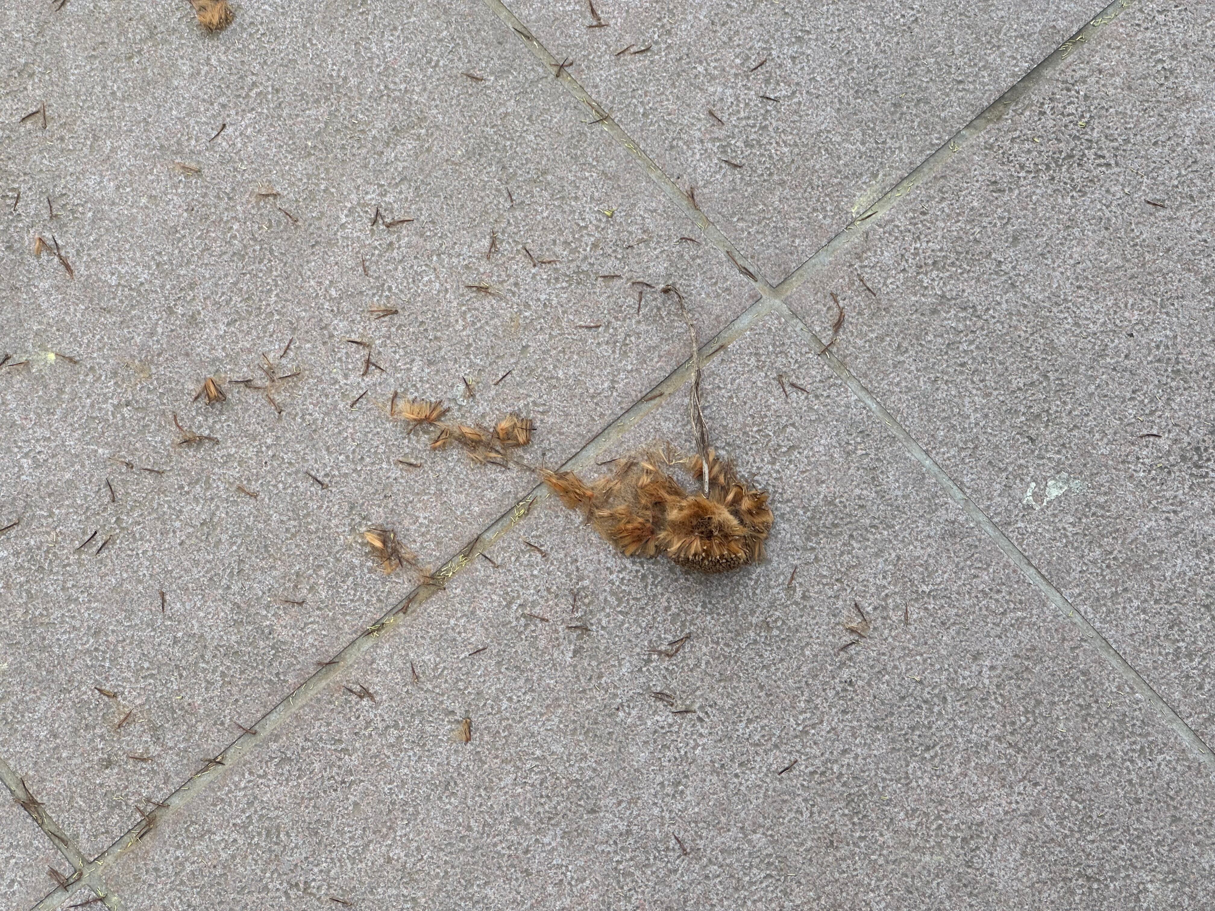 Polen en Xàtiva. Fuente: Radio Xàtiva Cadena SER