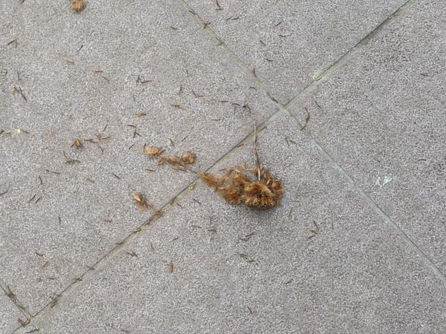 Polen en Xàtiva. Fuente: Radio Xàtiva Cadena SER