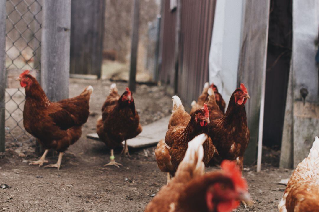 Un grupo de gallinas recluidas en un corral