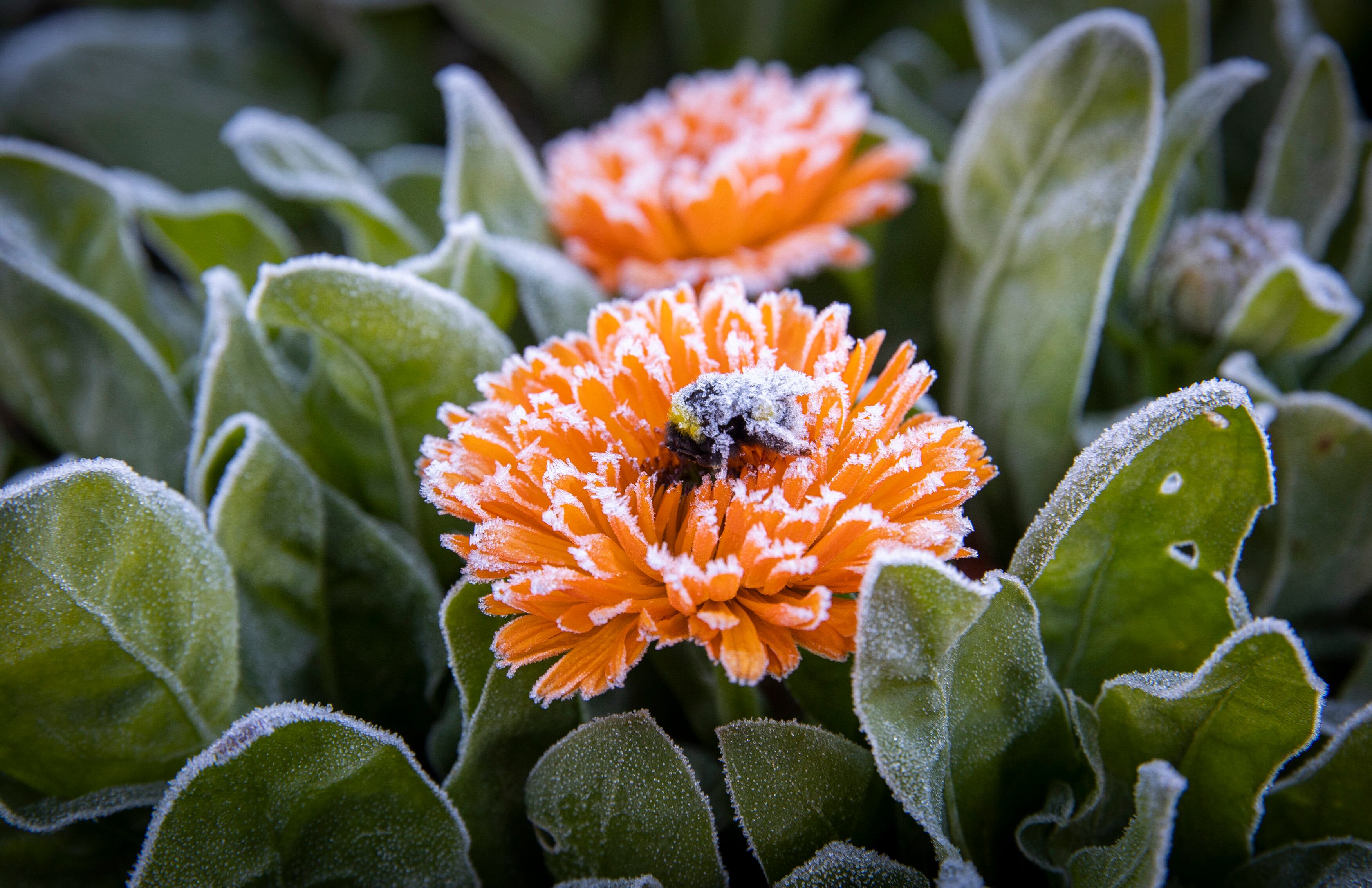 -FOTODELDÍA- LOGROÑO 21/01/2023.- Un abejorro cubierto de escarcha sobre una caléndula, este sábado en Logroño. EFE/Raquel Manzanares
