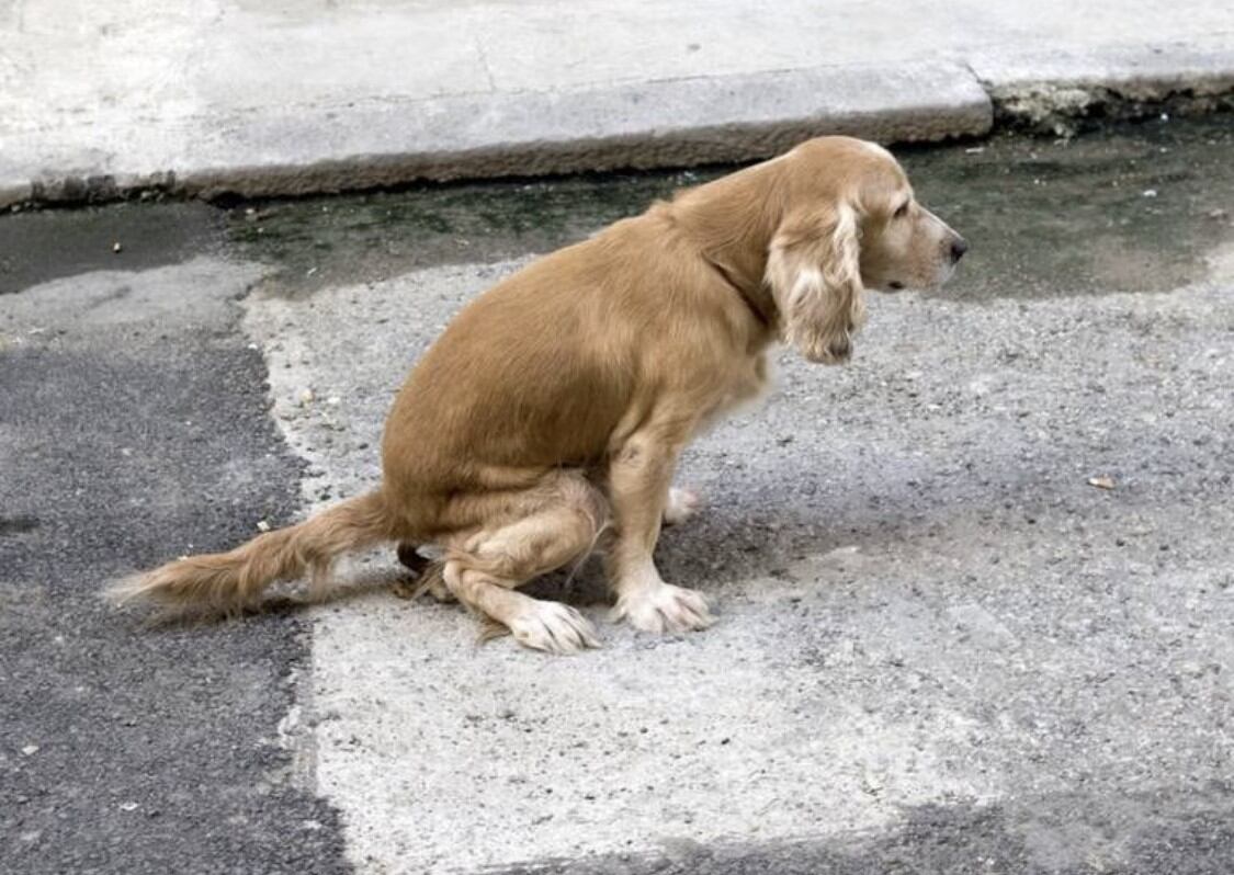 Perro defecando en la calle/Getty Images