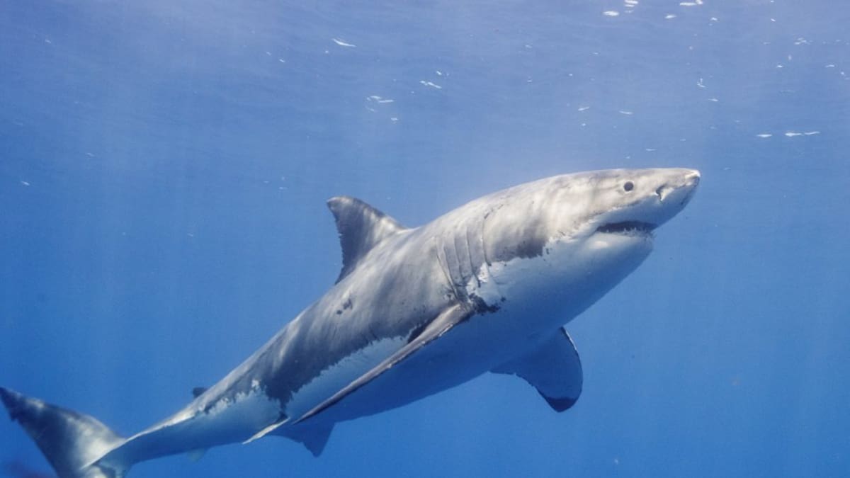 El tiburón blanco también 'acecha' en aguas de Ibiza