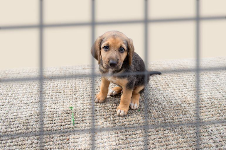 Los animales no podrán estar encerrados todo el día en espacios reducidos