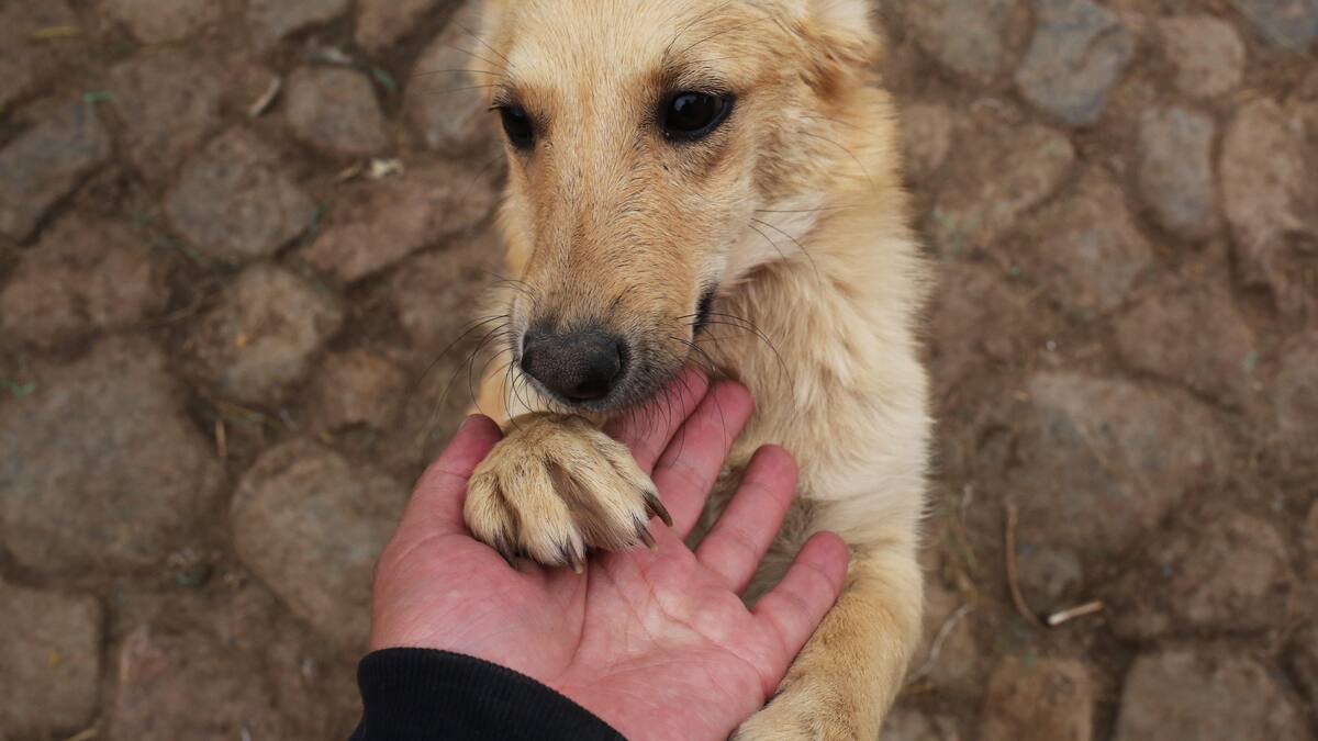 Entrevista a Esther Rodríguez, secretaria de A.D.A.A.C, sobre las Jornadas de Adopción en Colmenar Viejo