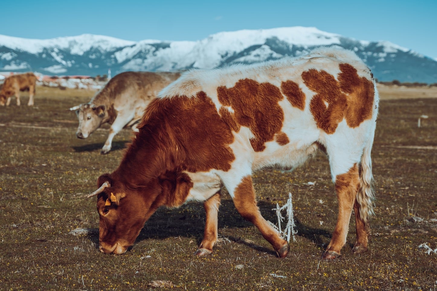 El plazo estará abierto del miércoles 8 de noviembre al 10 de marzo de 2024, con el fin de favorecer la ganadería extensiva e impulsar la conservación del medio y la biodiversidad de la zona