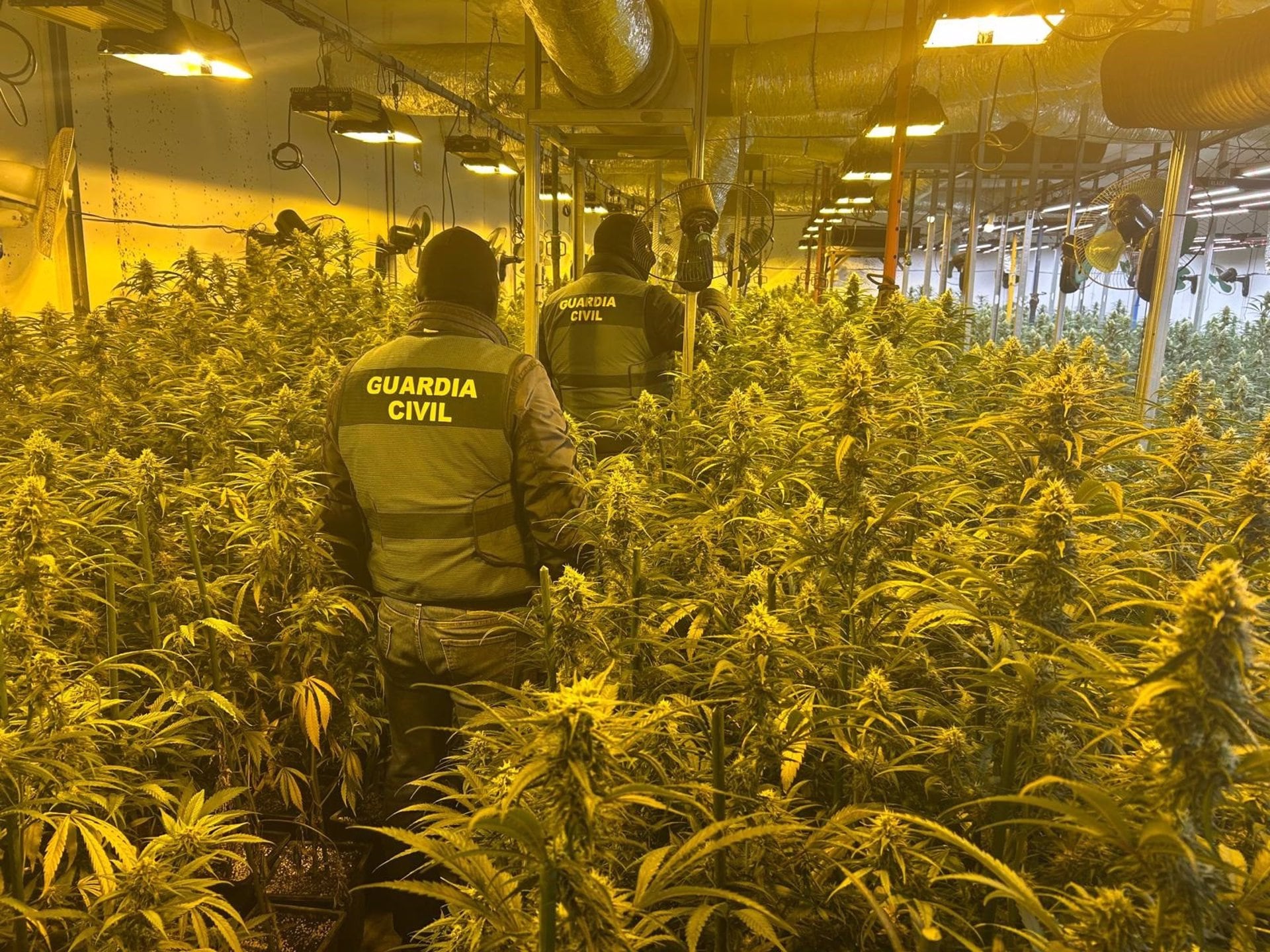 Plantación de marihuana desmantelada por la Guardia Civil en Tordehumos en Valladolid