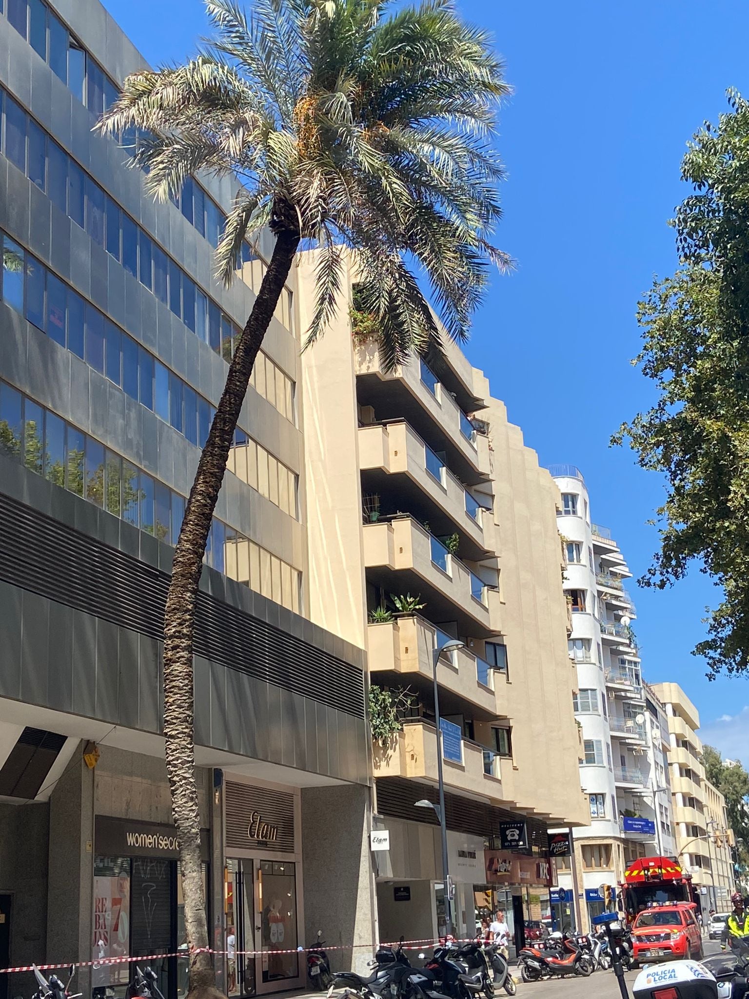 Imagen de la palmera que está a punto de caer en Ibiza