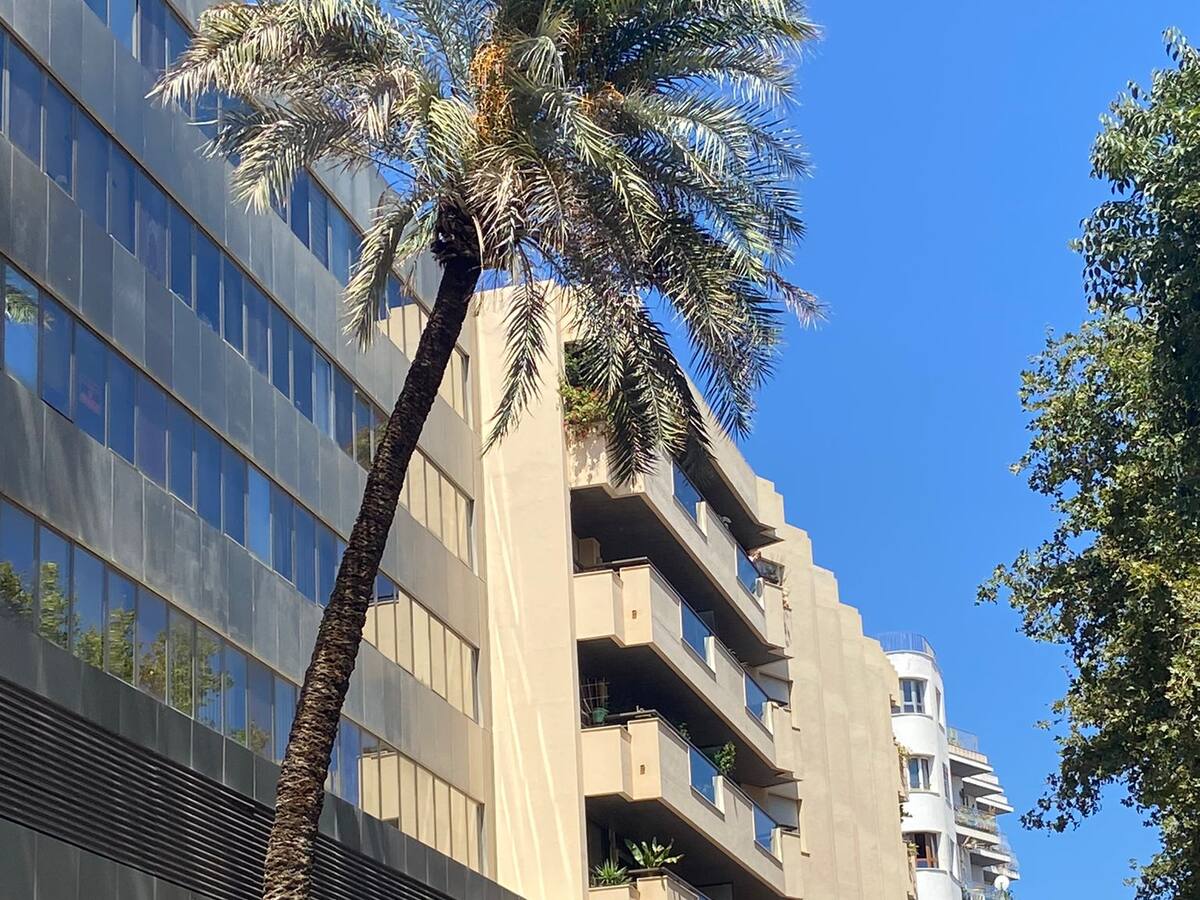 Los bomberos talan una palmera que estaba a punto de caer en Ignacio Wallis por la fuerza de la borrasca 'Patricia'