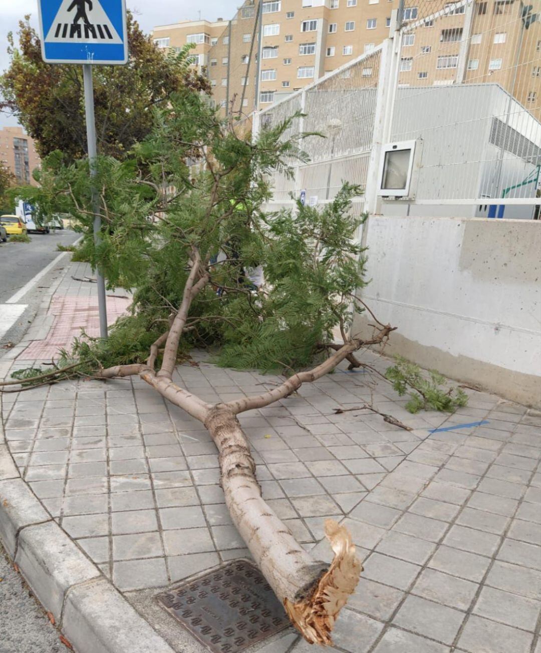 Árbol caído durante este fin de semana en Alicante a causa de las fuertes rachas de viento